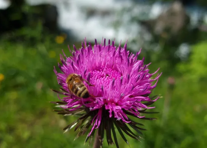 Апартаменты Cesar De Standing Plein Centre